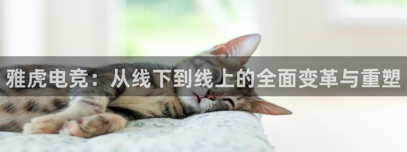 乐竞电竞体育官网：雅虎电竞：从线下到线上的全面变革与重塑